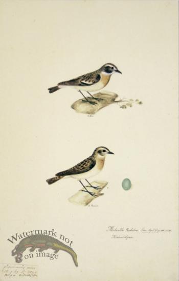 69 Swedish Birds . Motacilla Rubetra, Whinchat.M.F.Egg